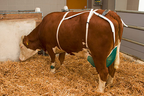 Producten/uiernet compleet